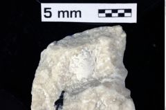 Foto (Detailansicht) von Culmenformosa sp. (NHMW-GEO-1990-0041-0301)